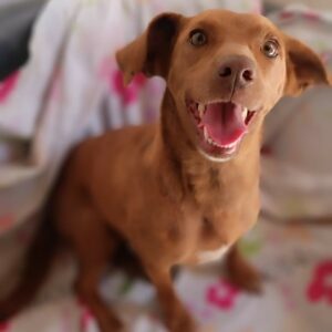 Penny