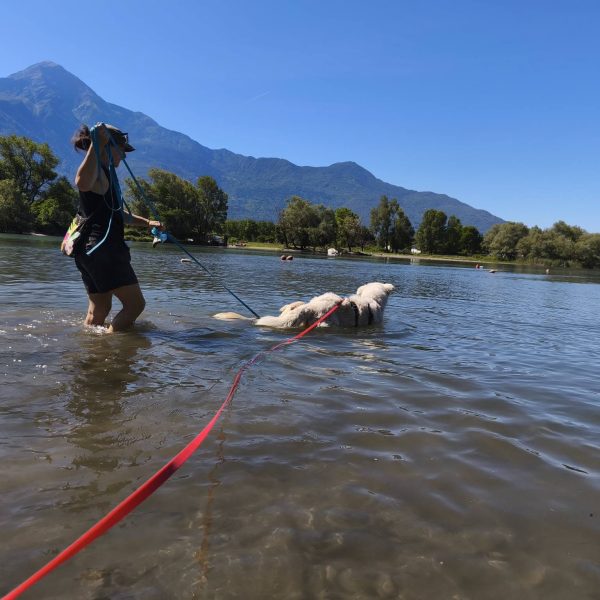 cane da adottare juno (1)