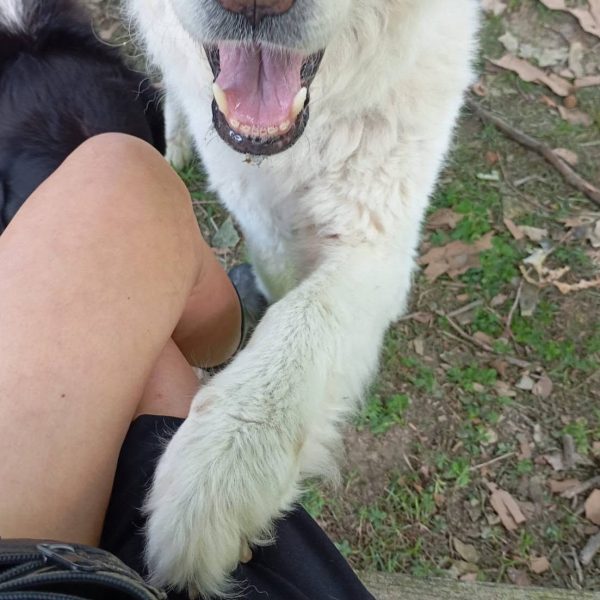 cane da adottare juno (3)