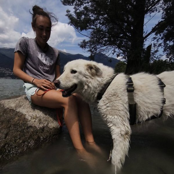cane da adottare juno (4)