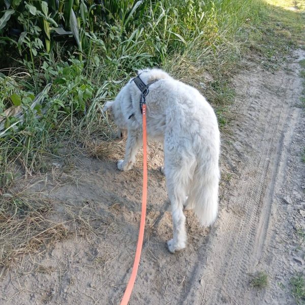 cane da adottare juno (5)