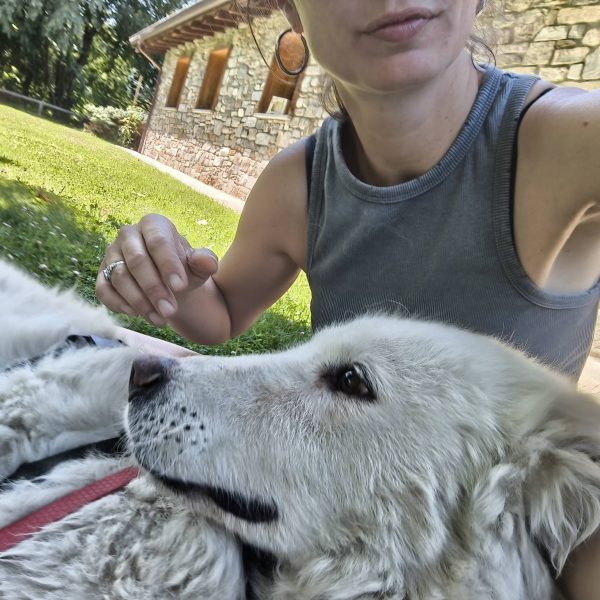 cane da adottare juno (6)