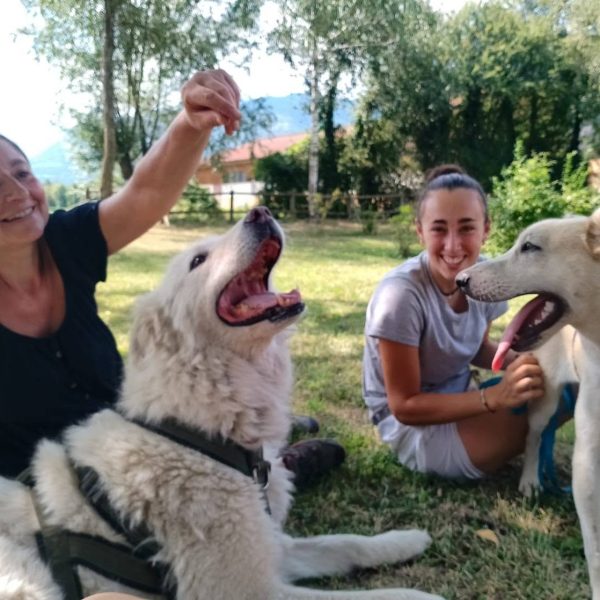 cane da adottare juno (7)