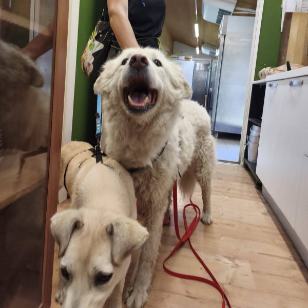 cane da adottare juno (9)