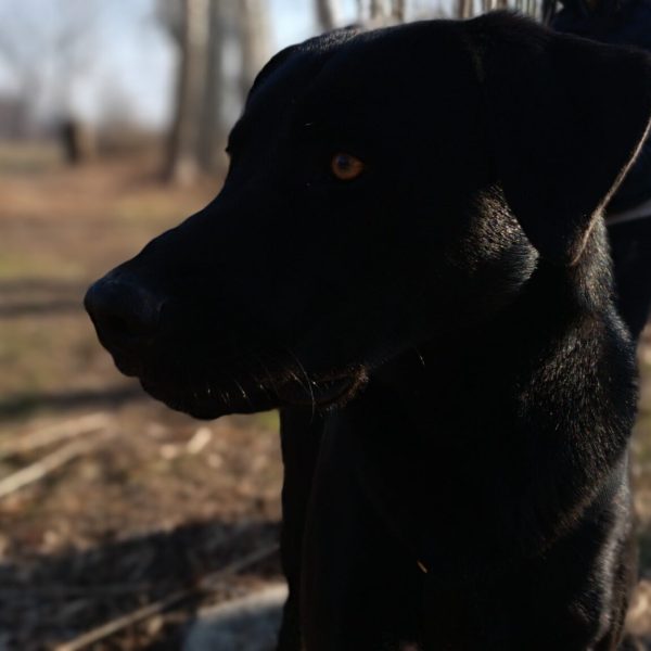 cane da adottare rifugio leon (10)