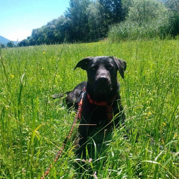 cane da adottare rifugio leon (11)