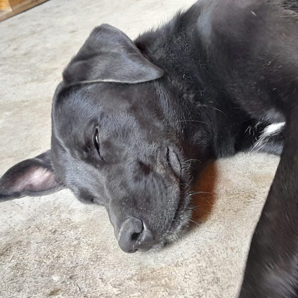 cane da adottare rifugio leon (12)