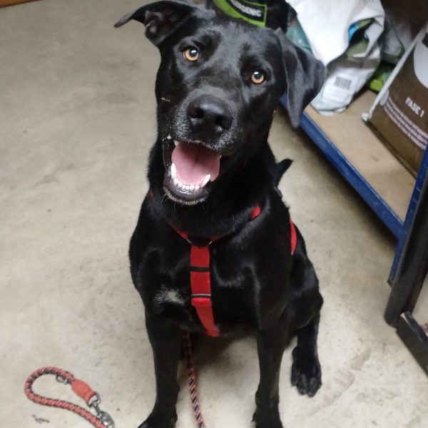 cane da adottare rifugio leon (13)