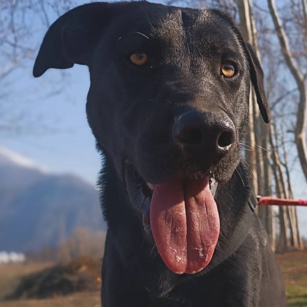 cane da adottare rifugio leon (2)