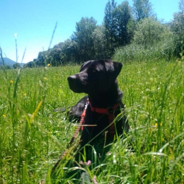 cane da adottare rifugio leon (3)