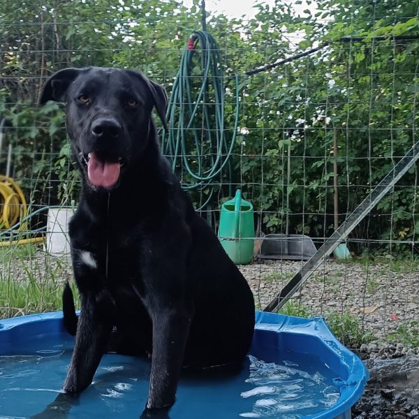 cane da adottare rifugio leon (5)