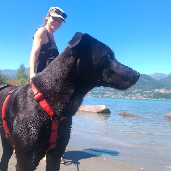cane da adottare rifugio leon (8)