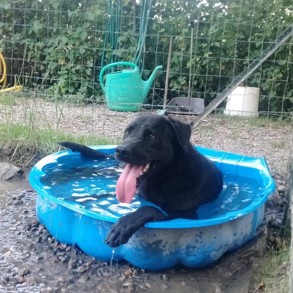 cane da adottare rifugio leon (9)