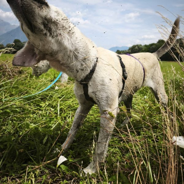 cane da adottare timo (3)
