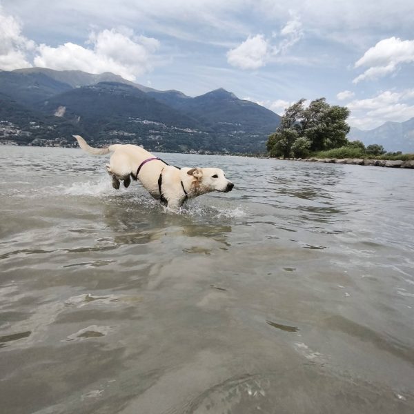 cane da adottare timo (4)