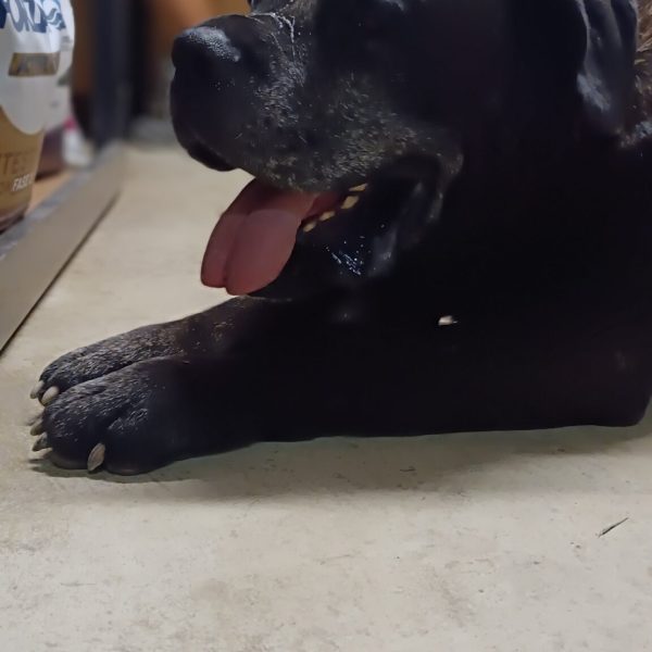cane da adottare ugo (1)