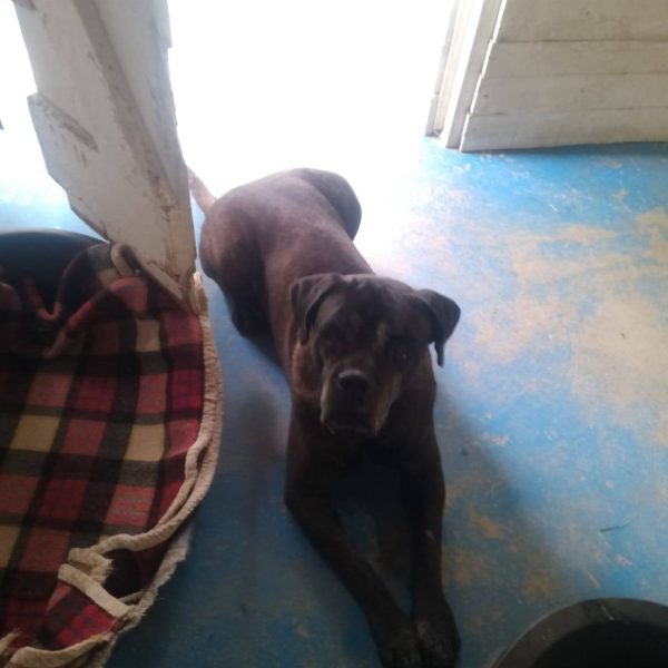 cane da adottare ugo (10)