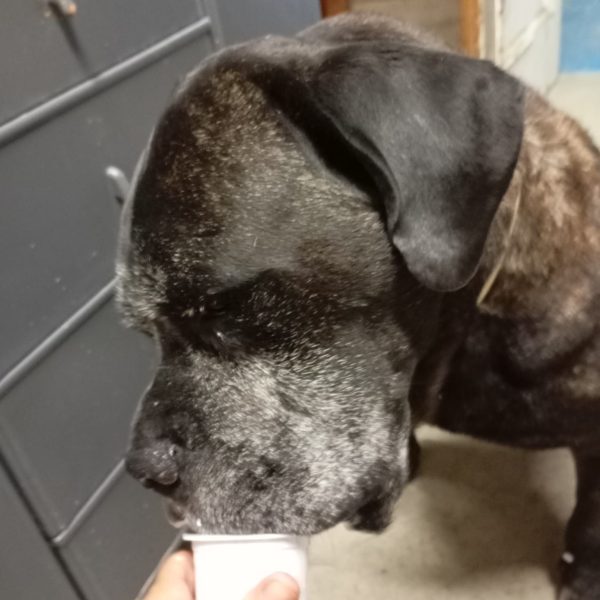 cane da adottare ugo (11)