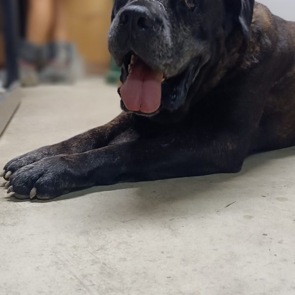 cane da adottare ugo (12)