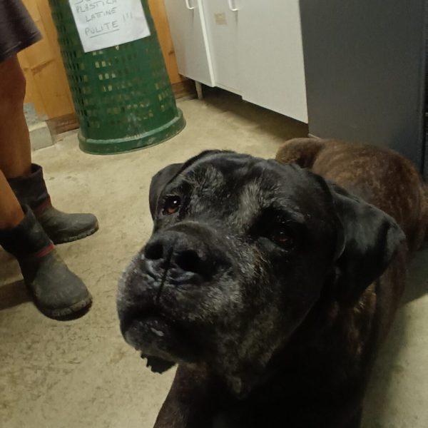 cane da adottare ugo (4)