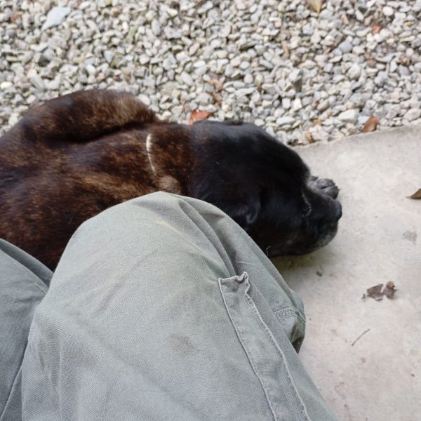 cane da adottare ugo (5)