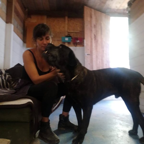 cane da adottare ugo (7)
