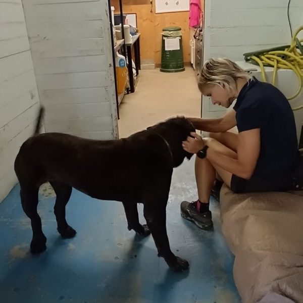 cane da adottare ugo (9)