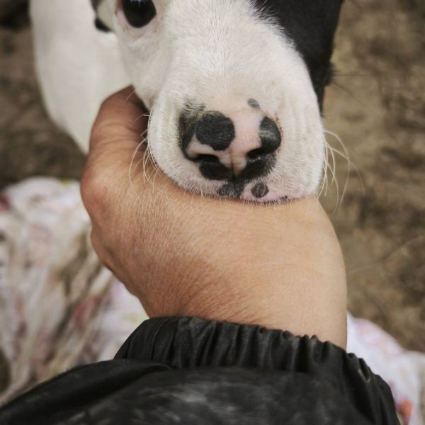 cane in cerca adozione artemide (4)
