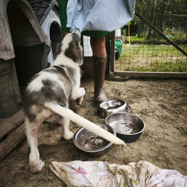 cane in cerca adozione cocco (1)