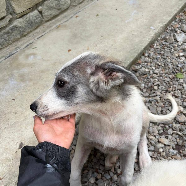 cane in cerca adozione cocco (11)