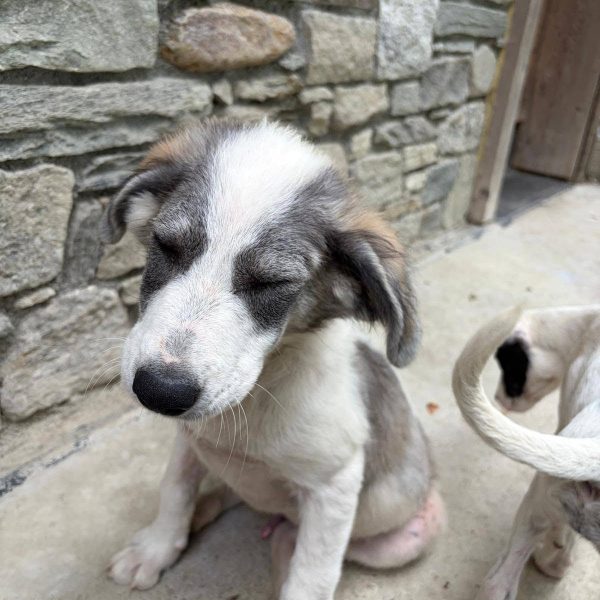 cane in cerca adozione cocco (12)