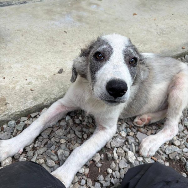 cane in cerca adozione cocco (13)