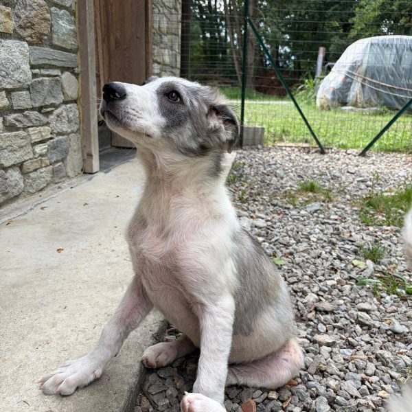 cane in cerca adozione cocco (14)