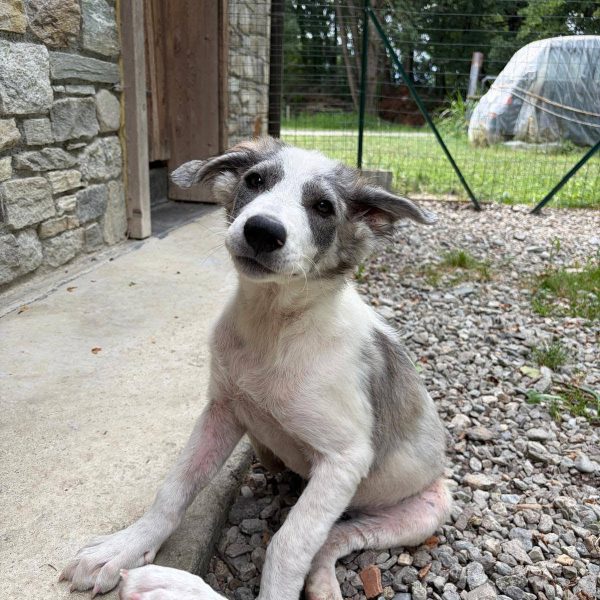 cane in cerca adozione cocco (15)