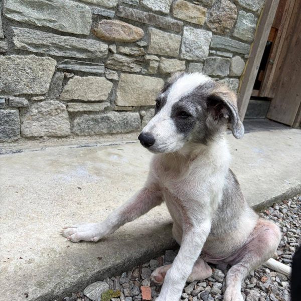 cane in cerca adozione cocco (16)
