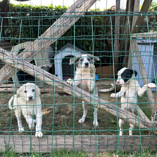 cane in cerca adozione cocco (2)