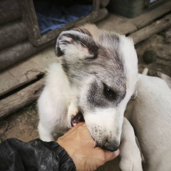 cane in cerca adozione cocco (4)