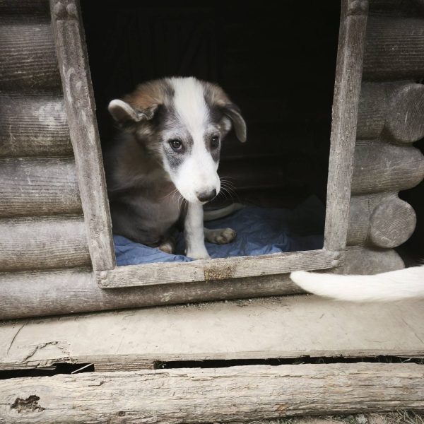 cane in cerca adozione cocco (5)