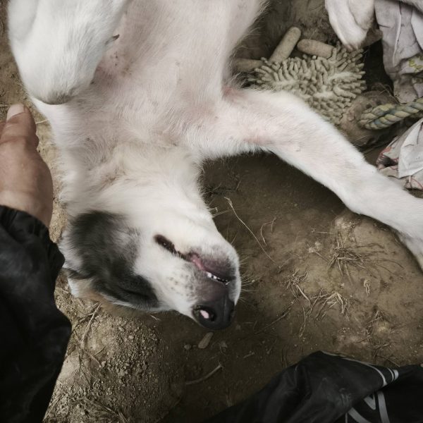cane in cerca adozione cocco (6)