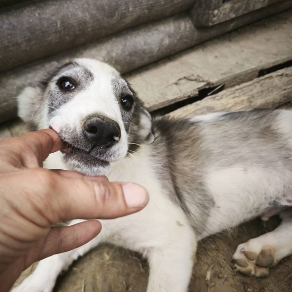 cane in cerca adozione cocco (7)
