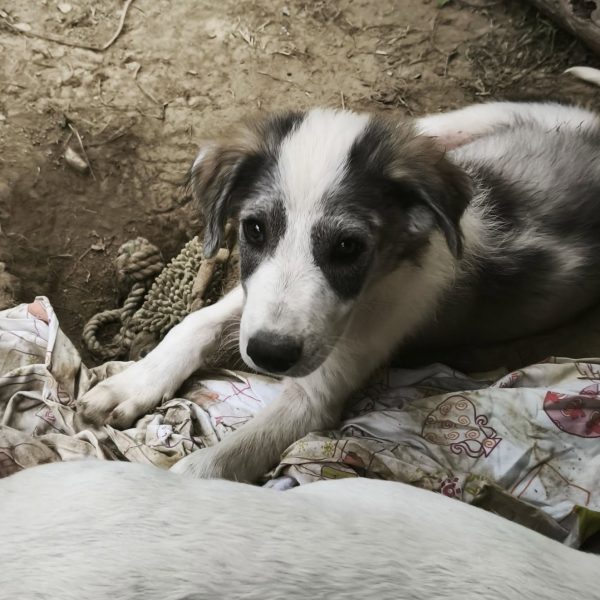 cane in cerca adozione cocco (9)