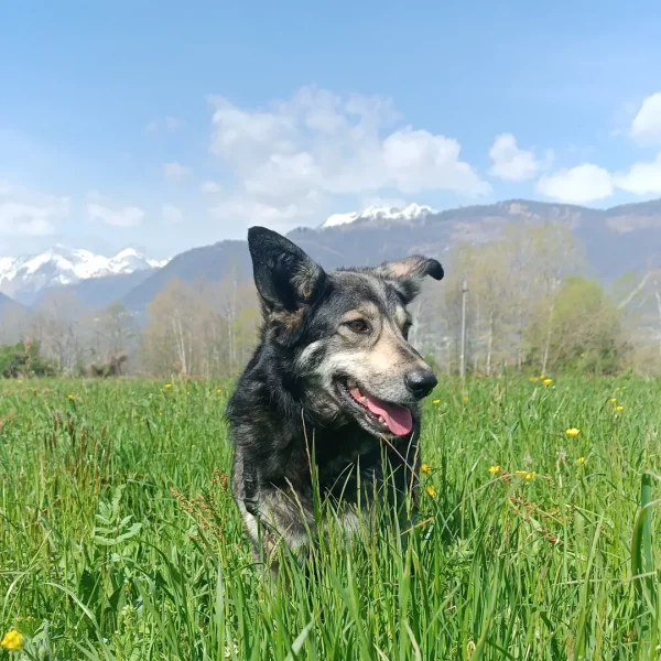 cane-in-cerca-di-adozione-diana (1)