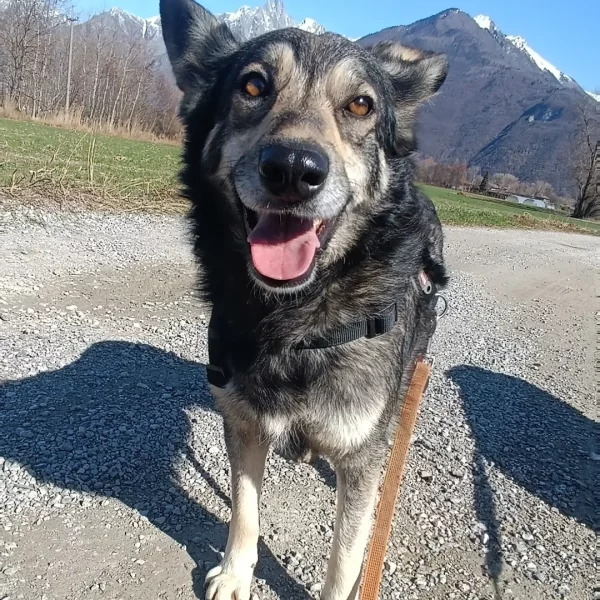 cane-in-cerca-di-adozione-diana (2)