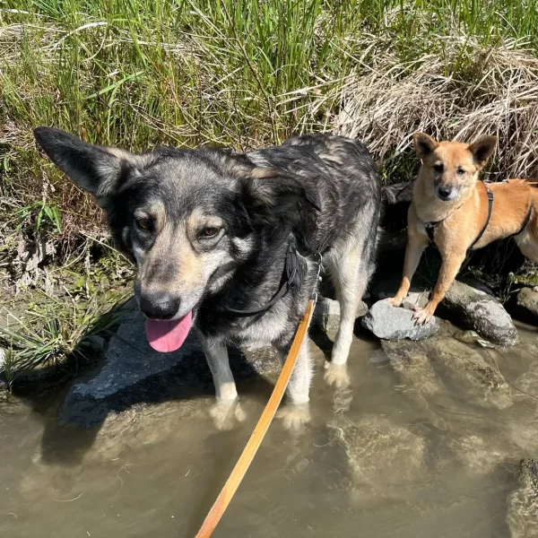 cane-in-cerca-di-adozione-diana (3)