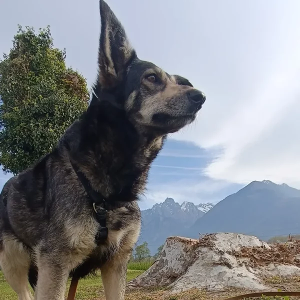 cane-in-cerca-di-adozione-diana (7)