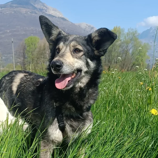 cane-in-cerca-di-adozione-diana (8)