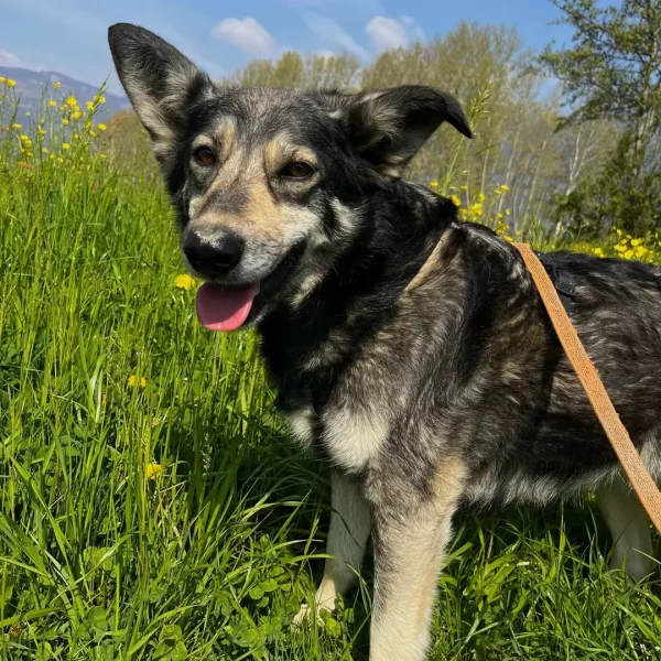 cane-in-cerca-di-adozione-diana (9)