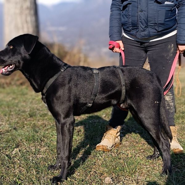 cane-in-cerca-di-adozione-leon (2)