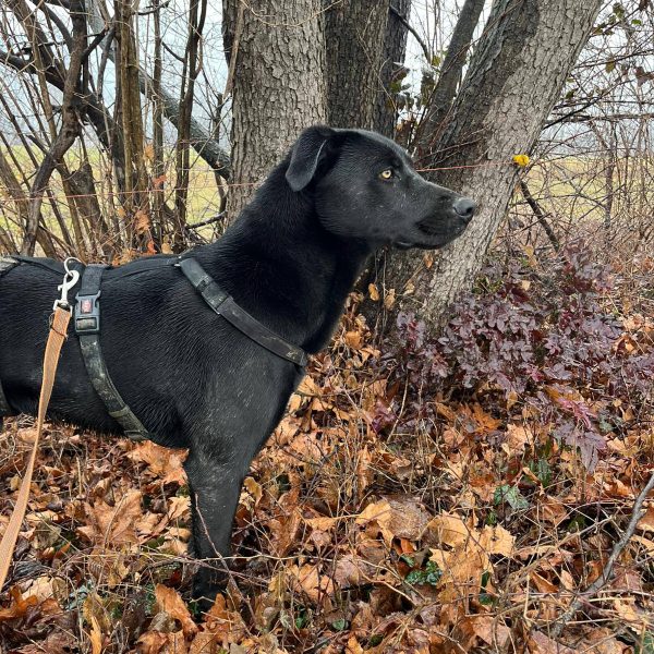 cane-in-cerca-di-adozione-leon (3)