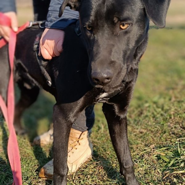 cane-in-cerca-di-adozione-leon (4)
